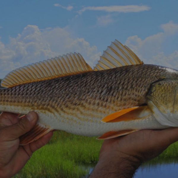 Redfish-Slider