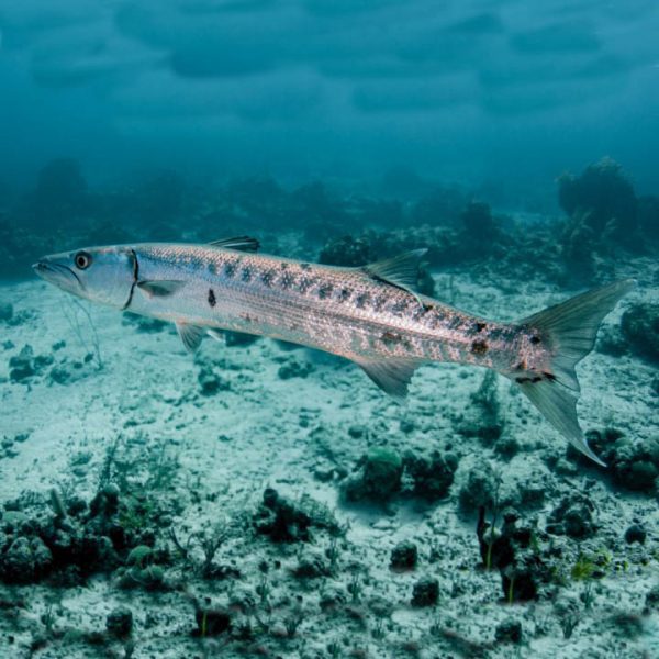 barracuda fishing in miami