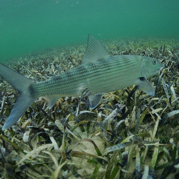 bonefish-2