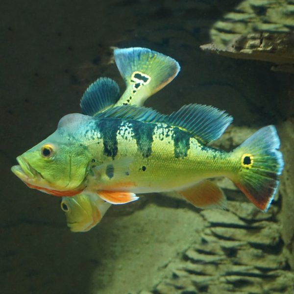 peacock_bass_slide