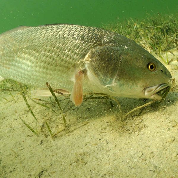 resfishnatural