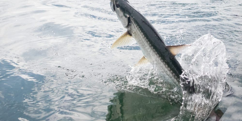 tarpon-fish