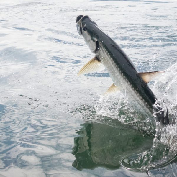 tarpon-fish