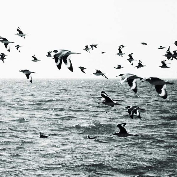 BirtWatch-vertical