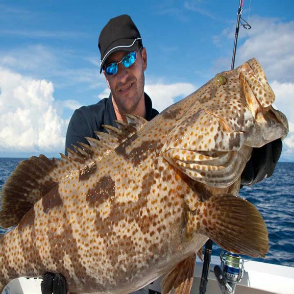Grouper-Fish