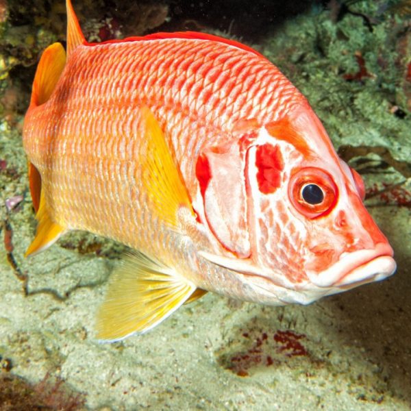red-snapper