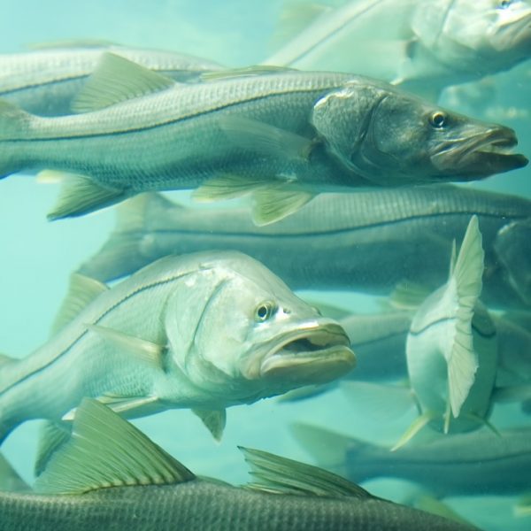 snook-fish