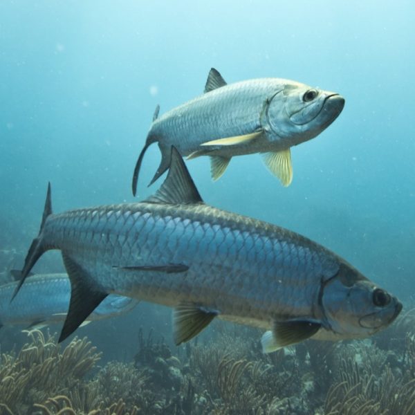 tarpon-fish-natura