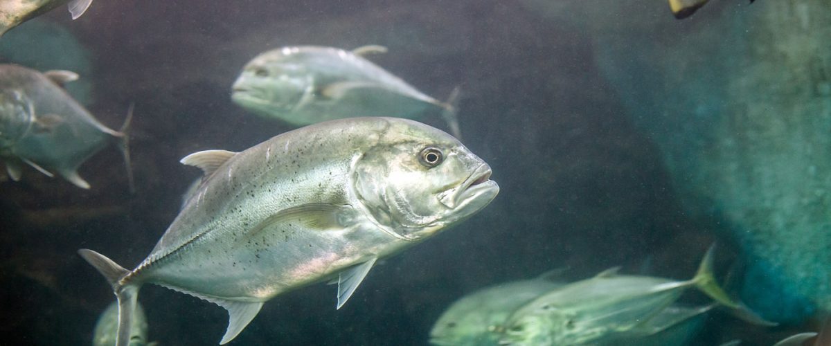 Jack-Crevalle-image