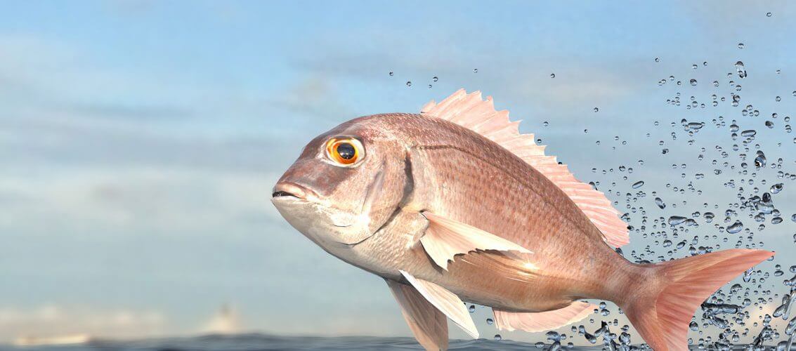 Porgy-Fishing