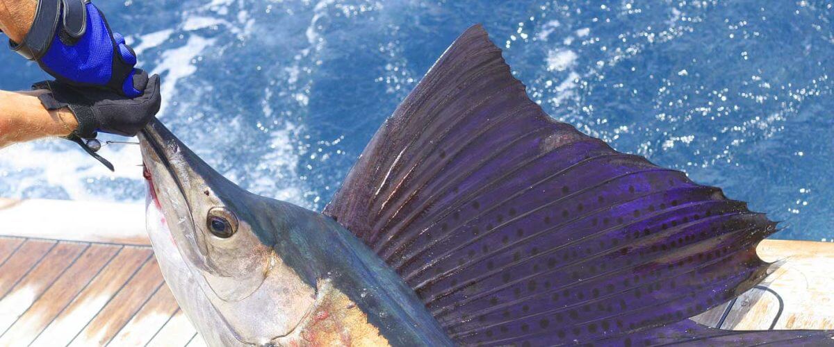 Miami-Fishing