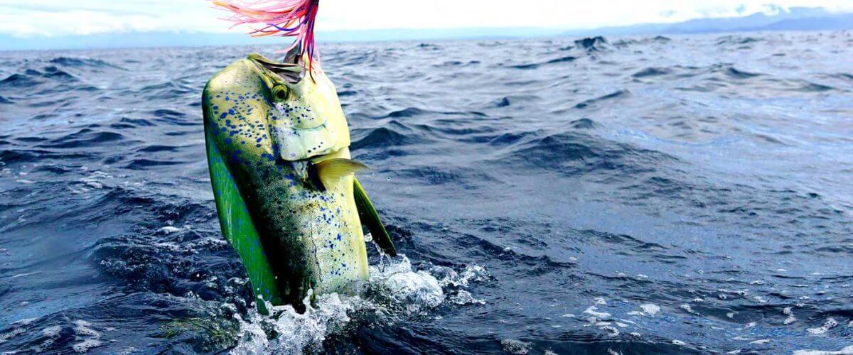 Mahi-Mahi-Fishing