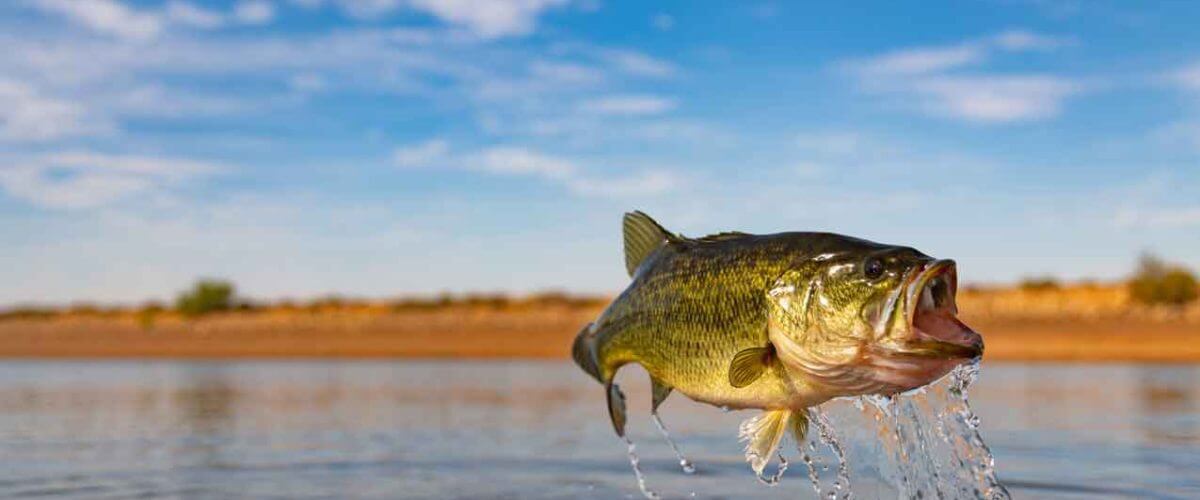 Bass-Fly-Fishing