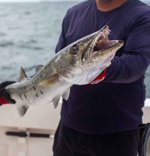 Barracuda-Fishing-Charter-Booking-Details