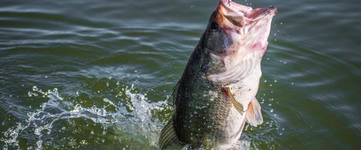 Baits-for-Winter-Bass