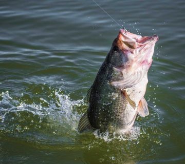 Baits-for-Winter-Bass