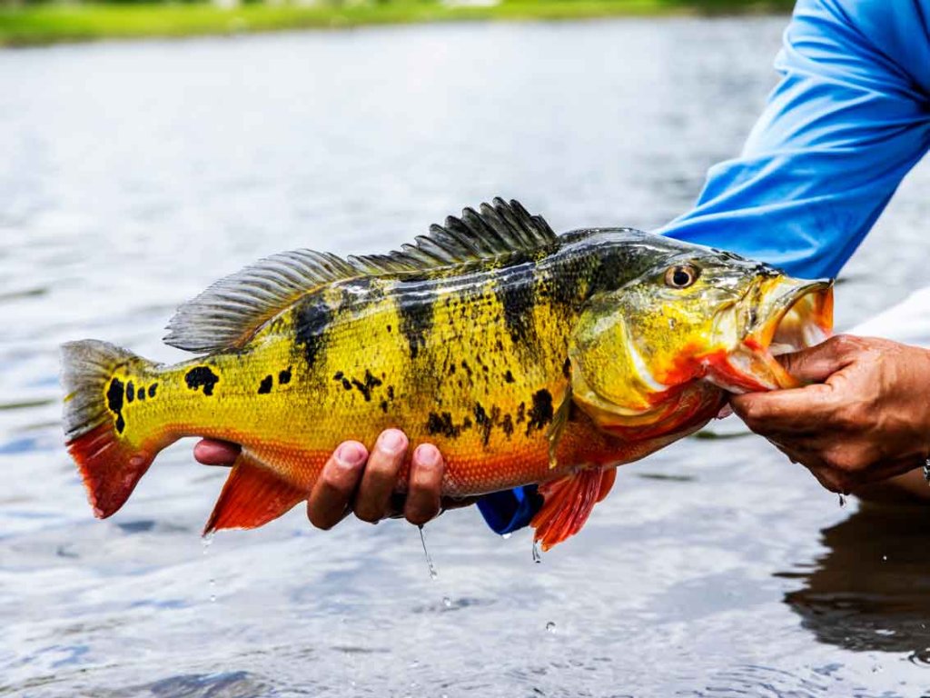 Florida-Peacock-Bass-Regulations