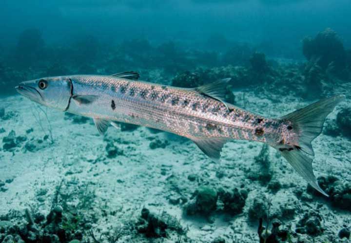 barracuda_nature-opt-size