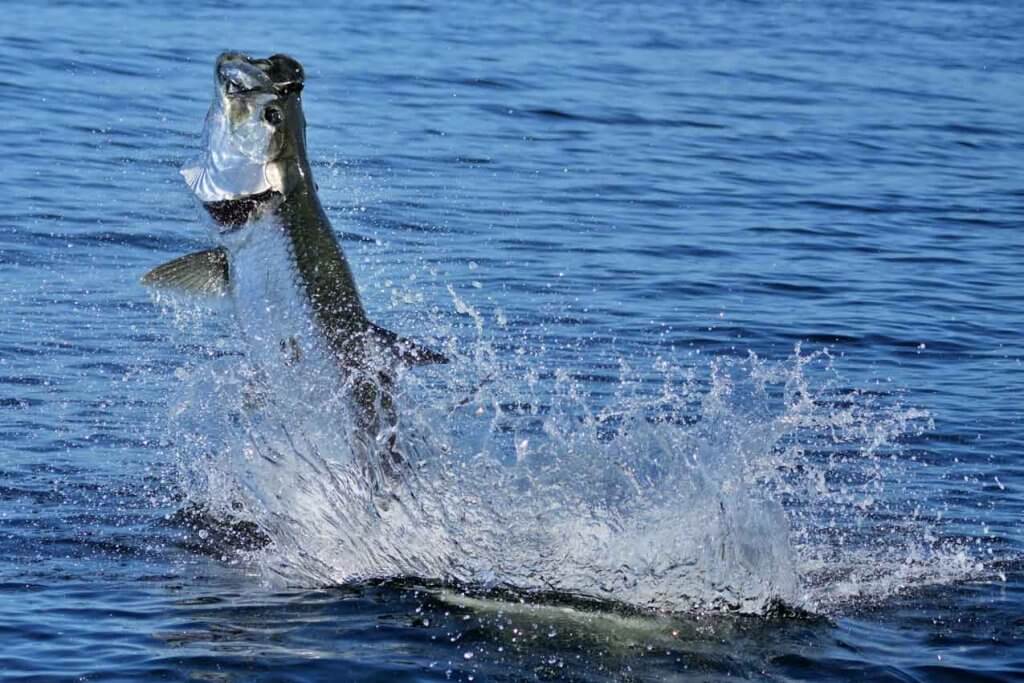 Day-Tarpon-Fishing