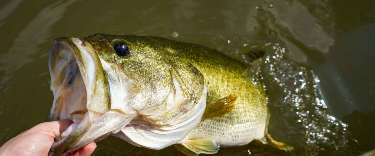 Summertime Bass Fishing Tips