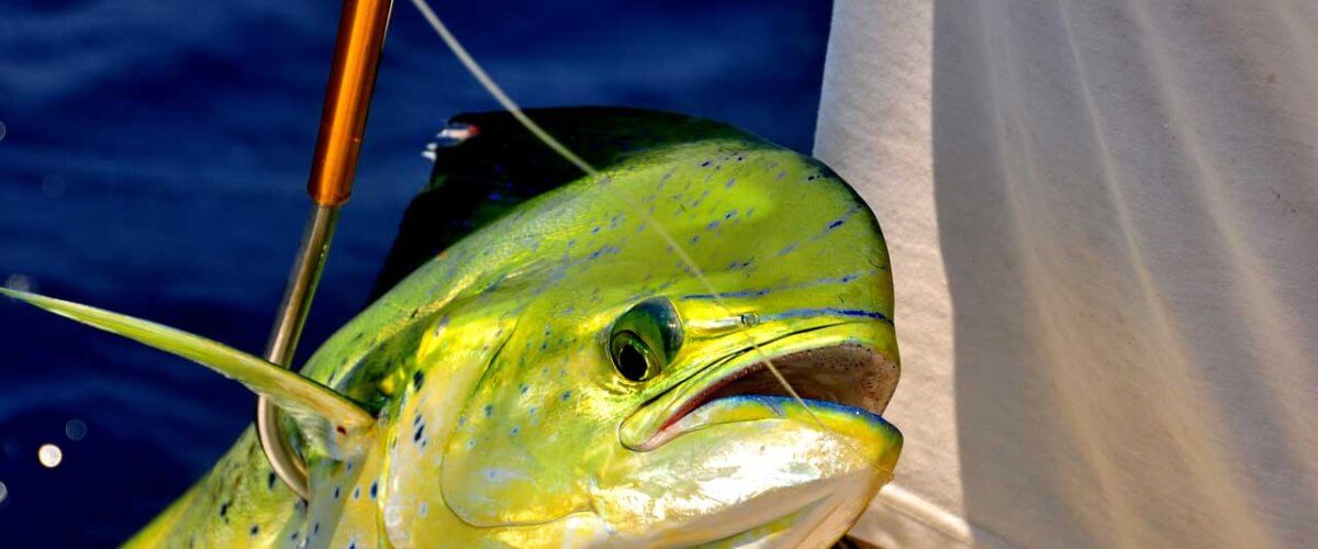 mahi mahi caught on a fishing spear