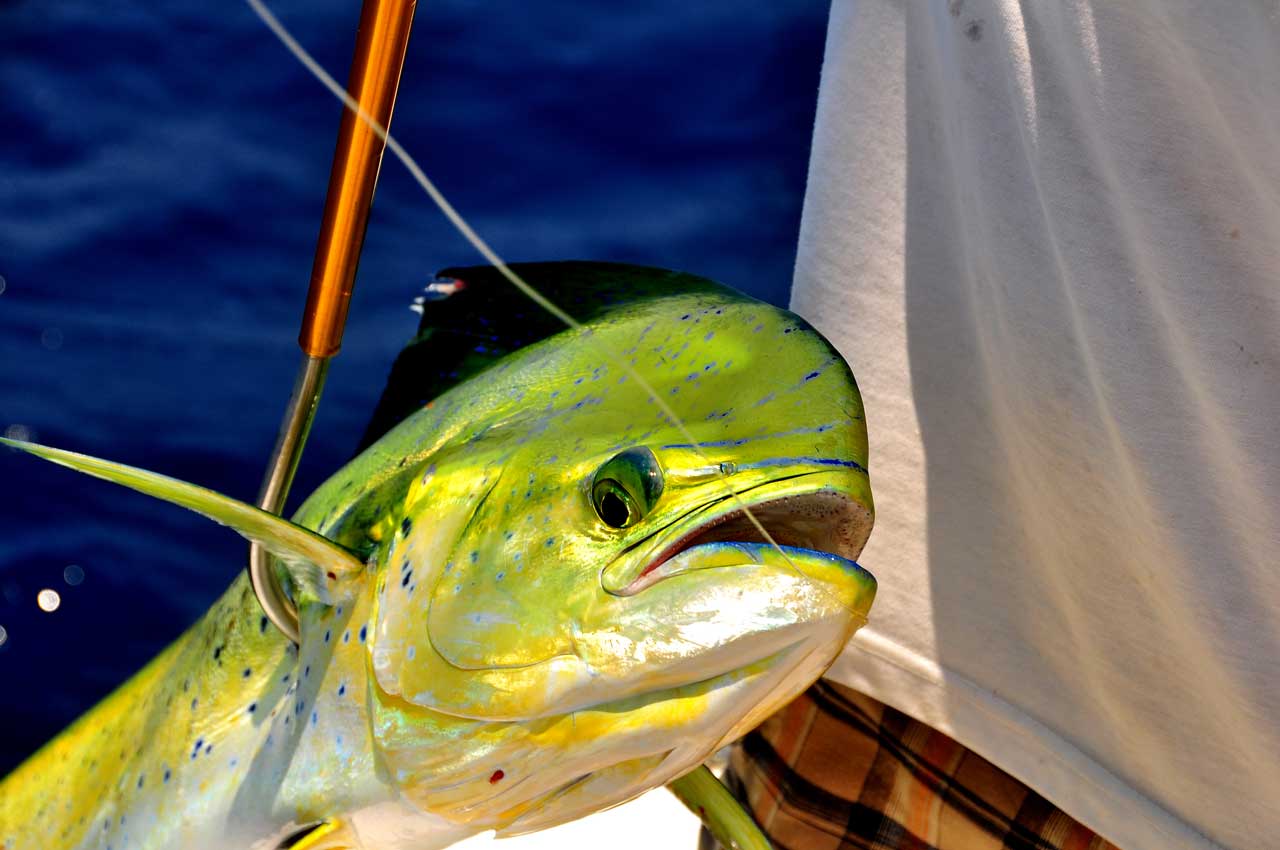 mahi mahi caught on a fishing spear