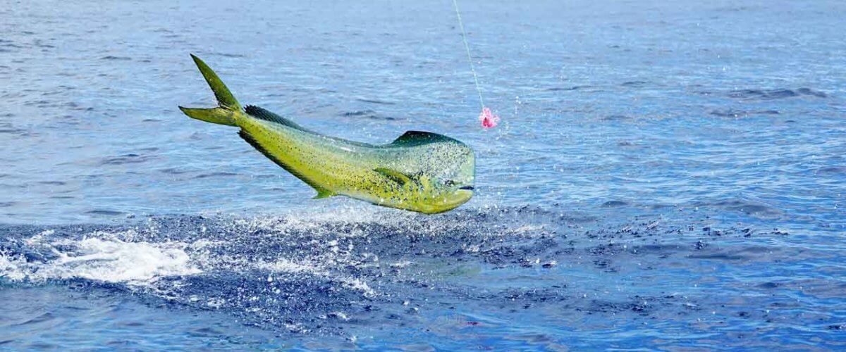 mahi-mahi-jumping