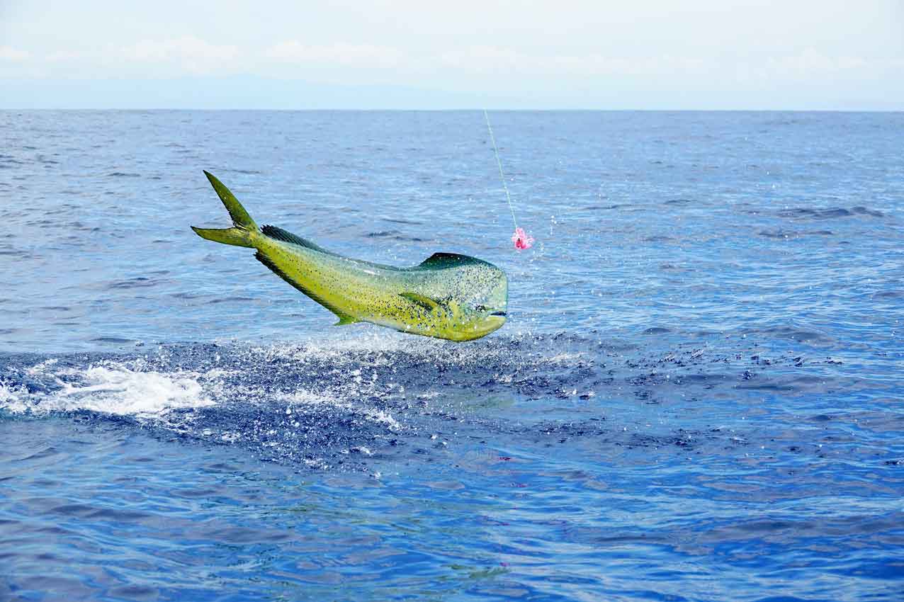 mahi-mahi-jumping