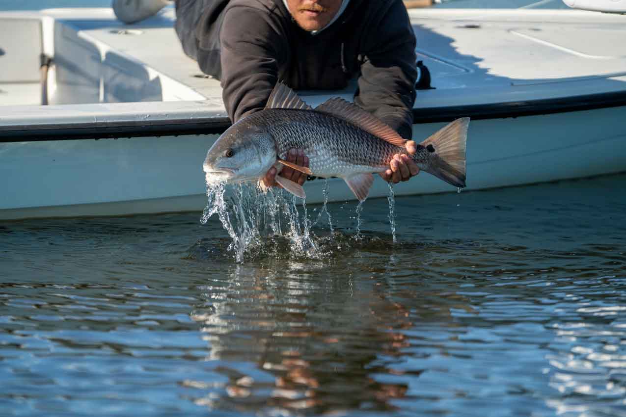 fly fishing for redfish, close up of angler laying on boat and reaching to hold it over the water