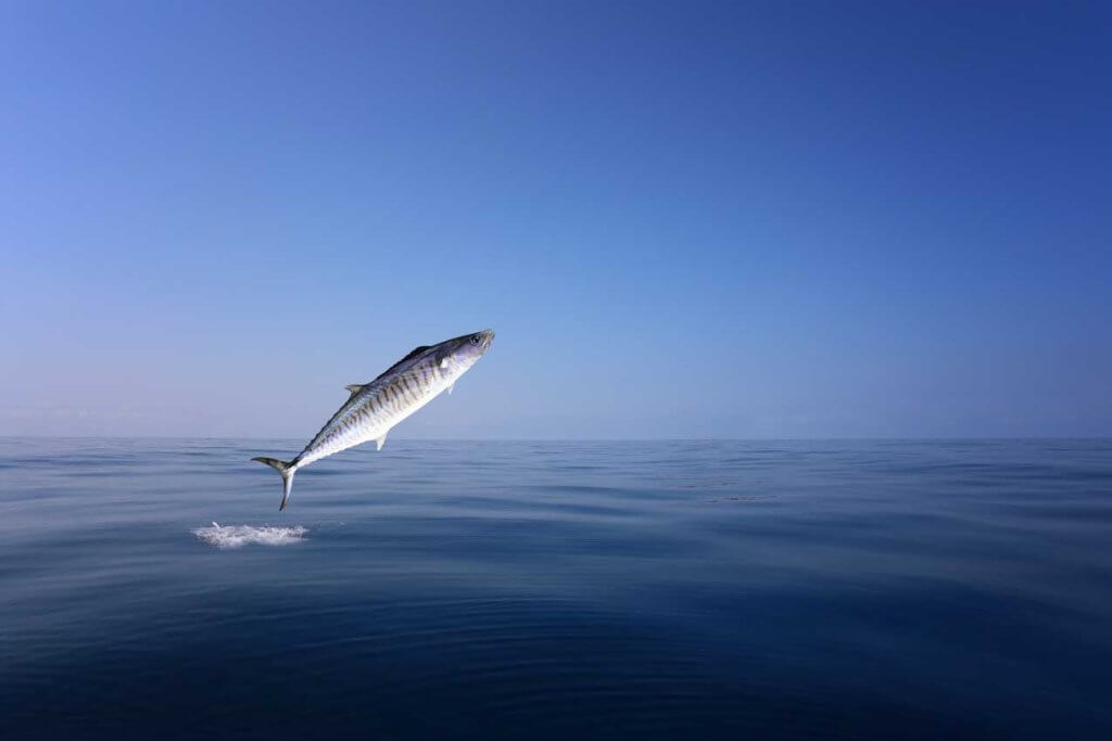 King mackerel jumping above the ocean water in Miami