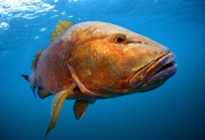 cubera snapper close up underwater