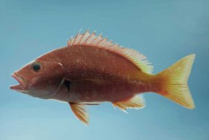 isolated shot of blackfin snapper over light blue background