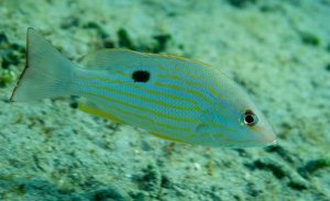lane snapper up-close shot