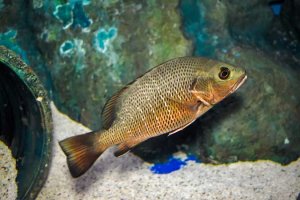 mangrove snapper underwater shot