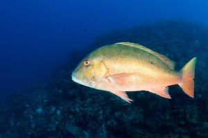 mutton snapper underwater