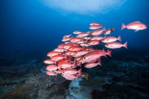 school of red snapper fish