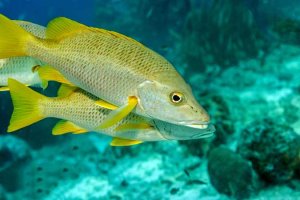 three schoolmaster snapper underwater