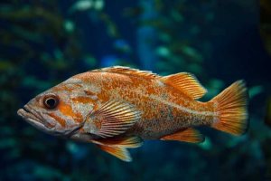 vermilion snapper underwater shot