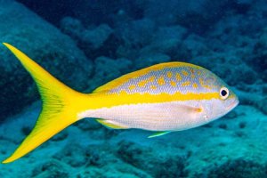 yellowtail snapper underwater 